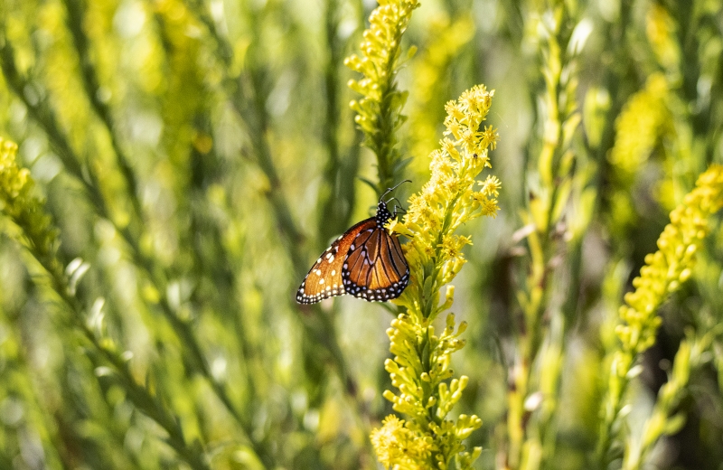 Monarch butterfly 2022
